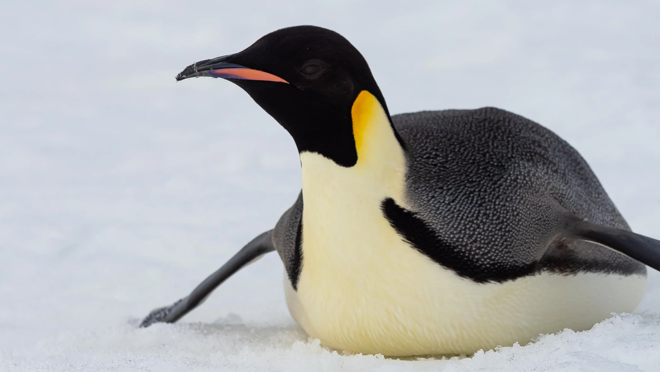 Emperor Penguins in Antarctica — Adam Maire Photography